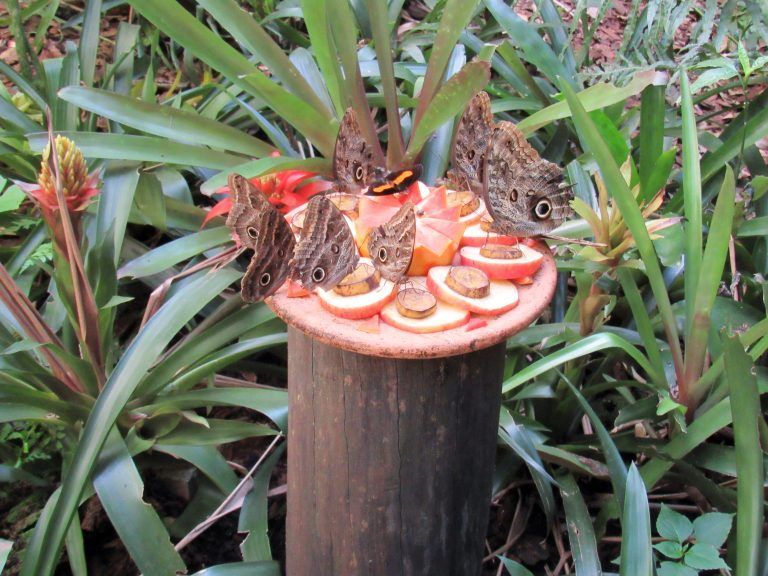 Parque das Aves