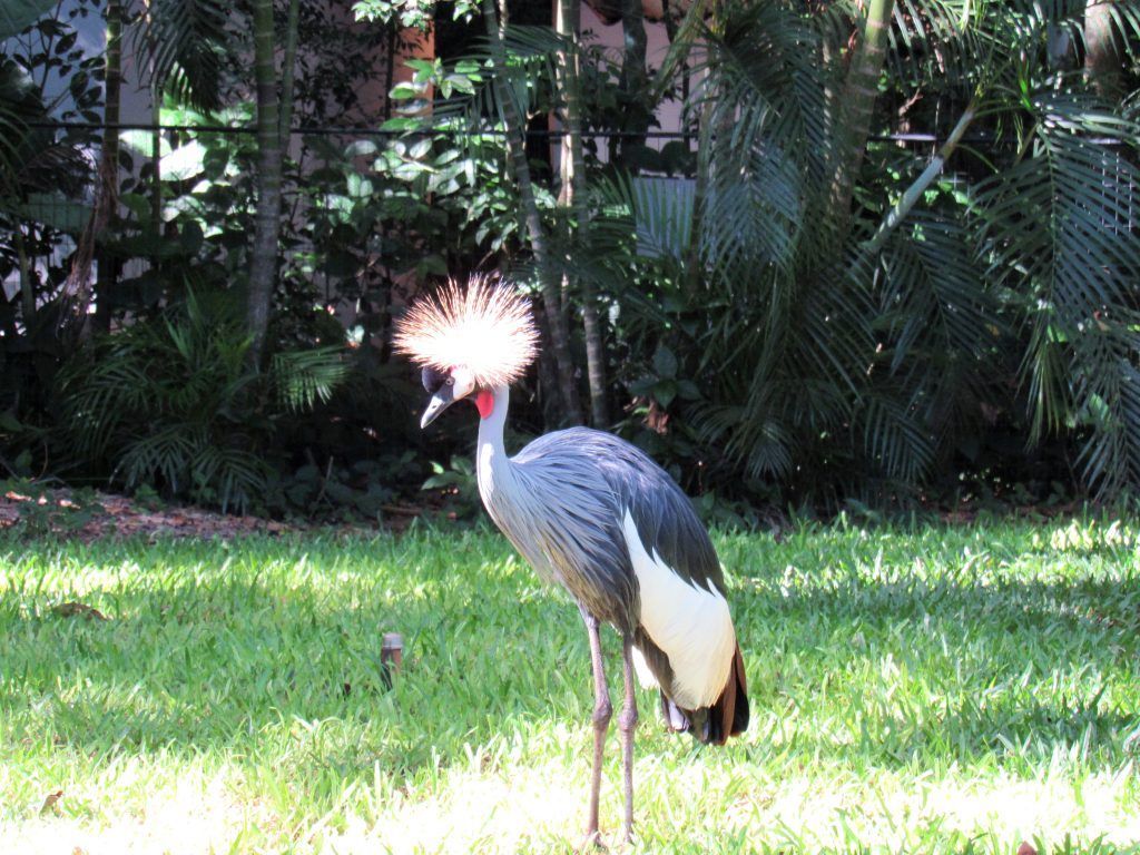 Parque das Aves
