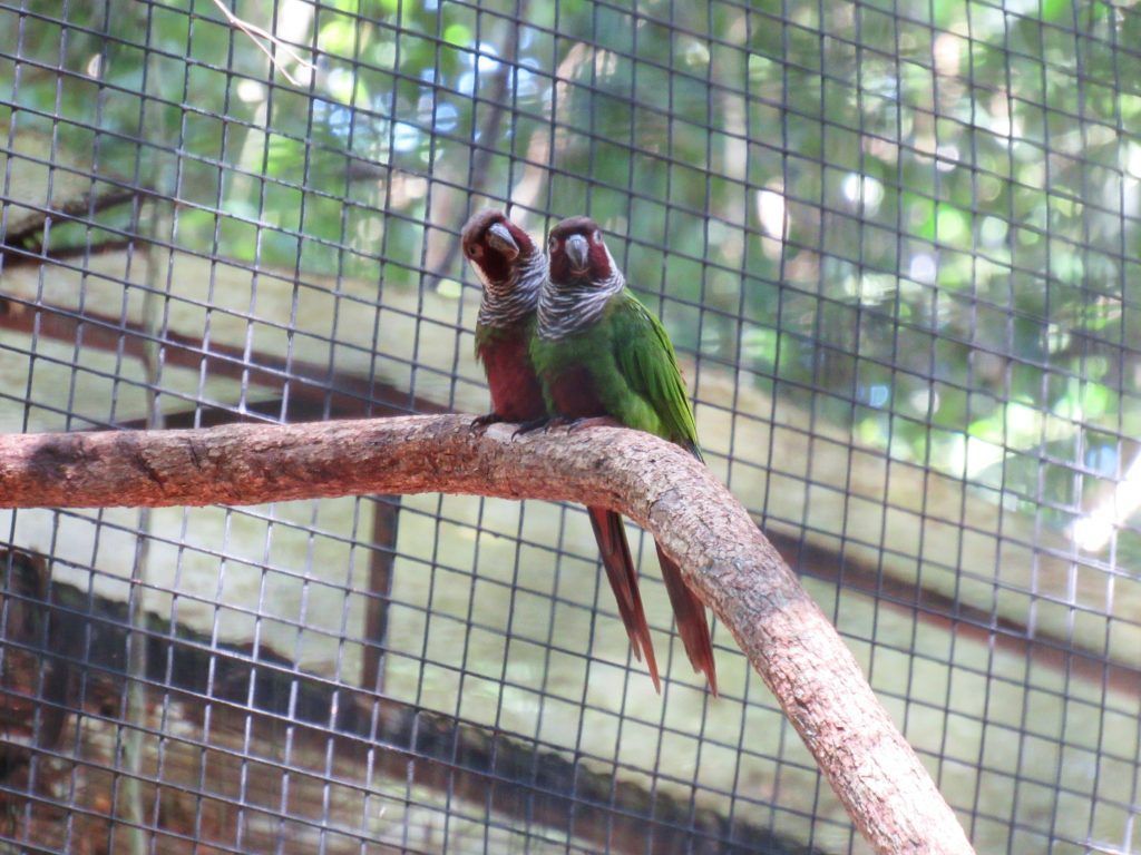 Parque das Aves
